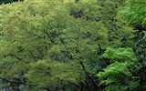 春色 自然風景壁紙 #27
