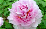 Queen Peony Flower Wallpapers