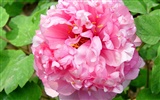 Queen Peony Flower Wallpapers #2