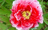 Queen Peony Flower Wallpapers #4