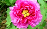 Queen Peony Flower Wallpapers #5