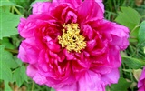 Queen Peony Flower Wallpapers #6