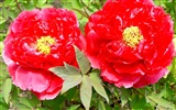 Queen Peony Flower Wallpapers #10