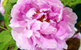 Queen Peony Flower Wallpapers #11