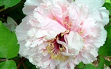 Queen Peony Flower Wallpapers #13