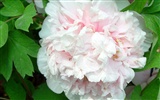 Queen Peony Flower Wallpapers #14