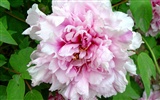 Queen Peony Flower Wallpapers #15