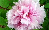 Queen Peony Flower Wallpapers #16