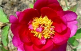 Queen Peony Flower Wallpapers #18