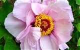 Queen Peony Flower Wallpapers #19