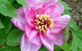 Queen Peony Flower Wallpapers #20