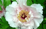 Queen Peony Flower Wallpapers #21