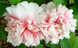 Queen Peony Flower Wallpapers #22