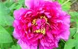 Queen Peony Flower Wallpapers #23