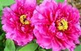 Queen Peony Flower Wallpapers #24