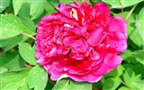 Queen Peony Flower Wallpapers #25