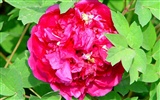 Queen Peony Flower Wallpapers #26