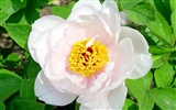 Queen Peony Flower Wallpapers #27