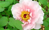 Queen Peony Flower Wallpapers #28