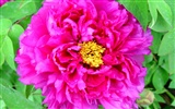 Queen Peony Flower Wallpapers #31