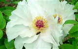 Fonds d'écran de la Reine fleur de pivoine #36