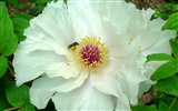 Queen Peony Flower Wallpapers #38