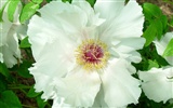 Queen Peony Flower Wallpapers #39