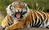 Foto Wallpaper Tigre