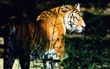 Foto Wallpaper Tigre #4