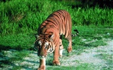 Tiger Foto Wallpaper #5