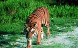 Foto Wallpaper Tigre #5