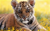 Foto Wallpaper Tigre #6