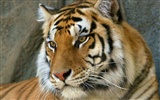 Foto Wallpaper Tigre #7