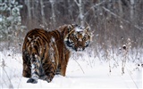 Tiger Photo Wallpaper #9