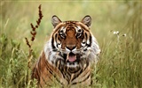 Tiger Фото обои #10