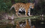 Tiger Фото обои #12