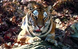 Tiger Фото обои #13