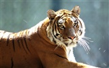 Tiger Фото обои #14