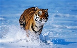 Tiger Фото обои #15