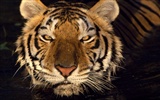 Fond d'écran Photo Tiger #16