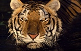 Foto Wallpaper Tigre #16