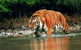 Tiger Foto Wallpaper #17