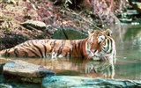 Tiger Фото обои #18