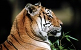 Foto Wallpaper Tigre #20