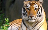 Tiger Photo Wallpaper #22