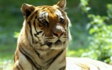 Tiger Фото обои #24