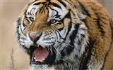 Tiger Фото обои #25