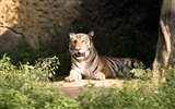 Foto Wallpaper Tigre #26