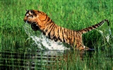 Tiger Фото обои #27