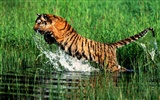 Foto Wallpaper Tigre #27